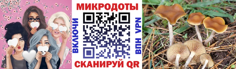 Псилоцибиновые грибы Psilocybe Черемхово